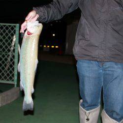 としまえんフィッシングエリア 釣果