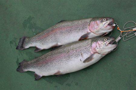 としまえんフィッシングエリア 釣果