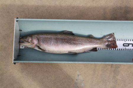 としまえんフィッシングエリア 釣果