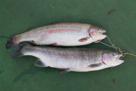 としまえんフィッシングエリア 釣果