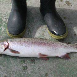 としまえんフィッシングエリア 釣果