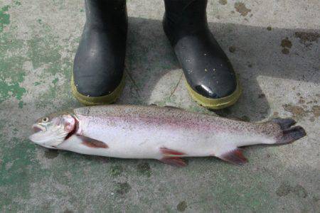 としまえんフィッシングエリア 釣果