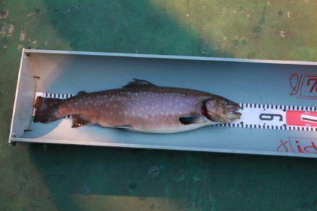 としまえんフィッシングエリア 釣果