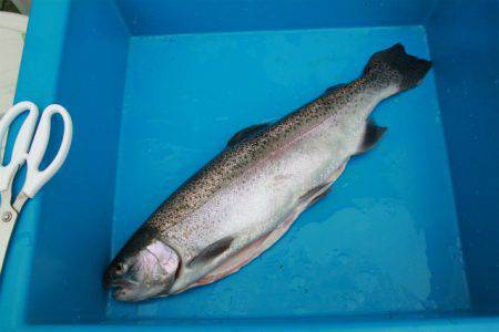 としまえんフィッシングエリア 釣果