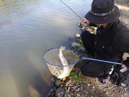 つりぼりあかし 釣果