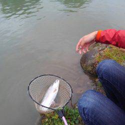 つりぼりあかし 釣果