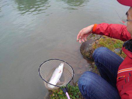 つりぼりあかし 釣果