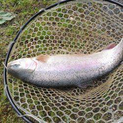 つりぼりあかし 釣果