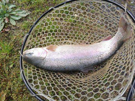 つりぼりあかし 釣果
