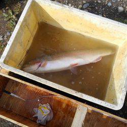 つりぼりあかし 釣果