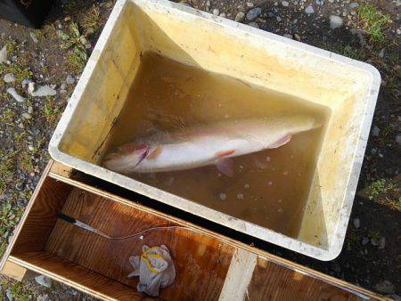 つりぼりあかし 釣果