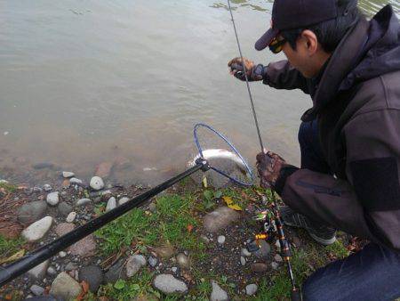 つりぼりあかし 釣果