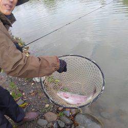 つりぼりあかし 釣果