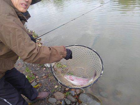 つりぼりあかし 釣果