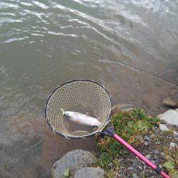 つりぼりあかし 釣果