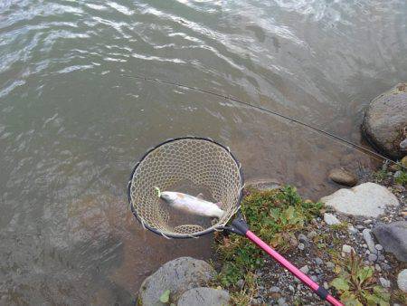 つりぼりあかし 釣果