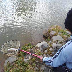 つりぼりあかし 釣果