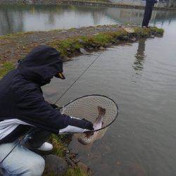 つりぼりあかし 釣果