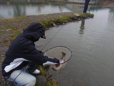 つりぼりあかし 釣果