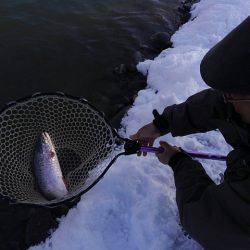 つりぼりあかし 釣果