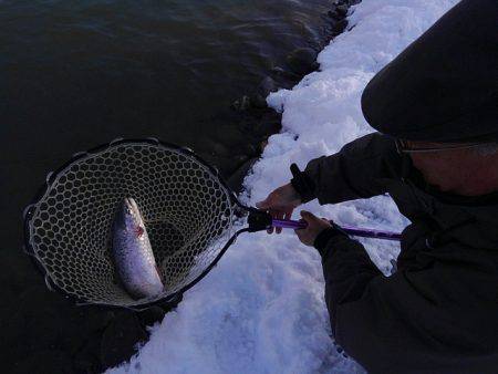 つりぼりあかし 釣果