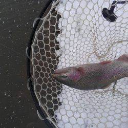 つりぼりあかし 釣果