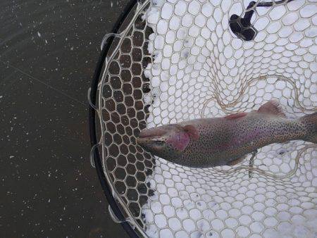 つりぼりあかし 釣果