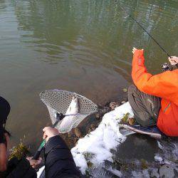 つりぼりあかし 釣果