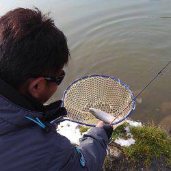つりぼりあかし 釣果