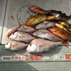 チャモロ 釣果