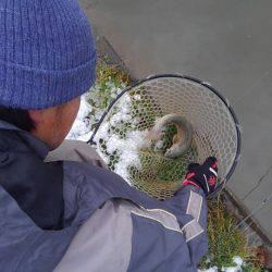 つりぼりあかし 釣果