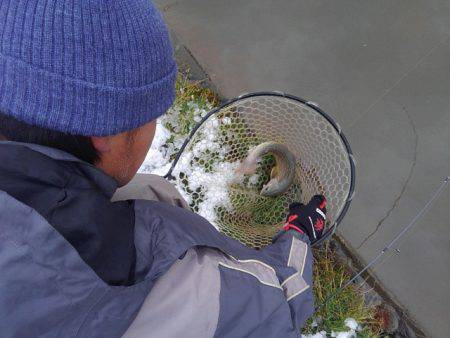 つりぼりあかし 釣果