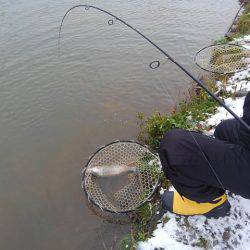 つりぼりあかし 釣果