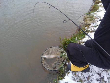 つりぼりあかし 釣果