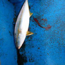 海龍丸（石川） 釣果