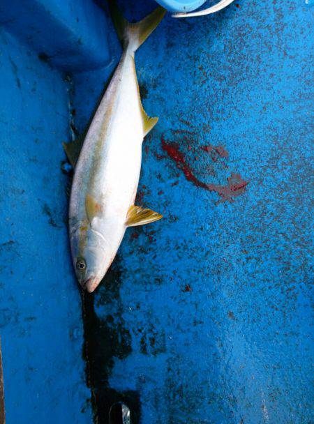 海龍丸（石川） 釣果