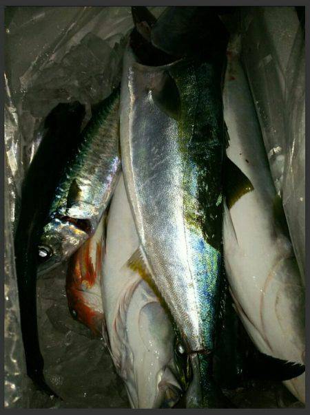 ブルドック 釣果