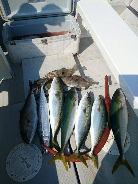 エンペラー 釣果