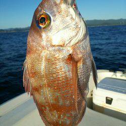 ブルドック 釣果