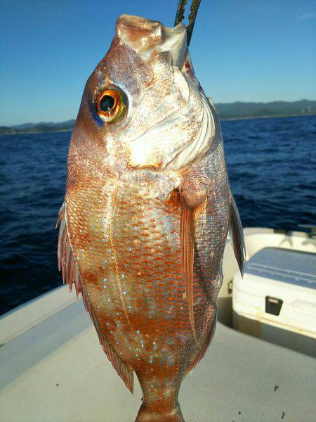 ブルドック 釣果