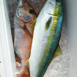 ブルドック 釣果