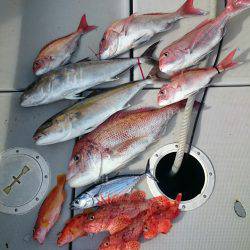 エンペラー 釣果