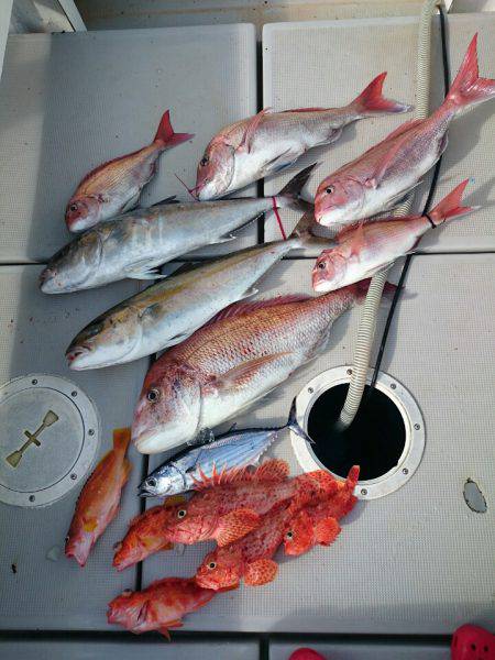 エンペラー 釣果