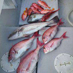 エンペラー 釣果