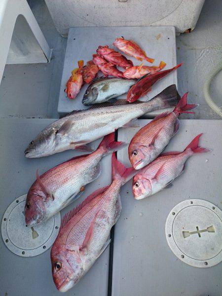 エンペラー 釣果