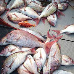 ブルースフィッシングサービス 釣果