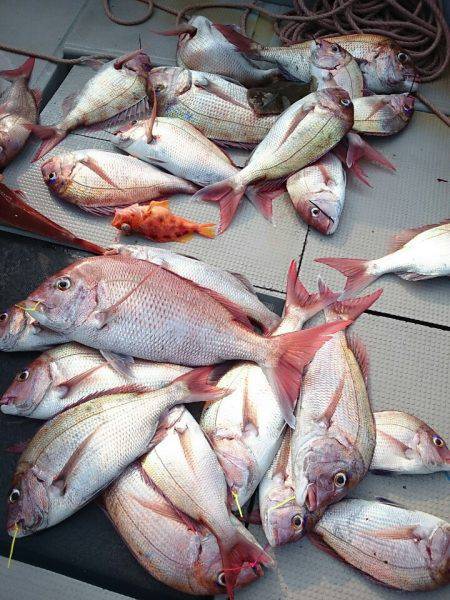 ブルースフィッシングサービス 釣果