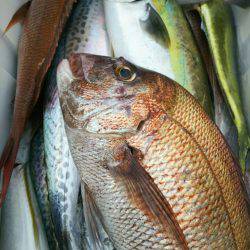 ブルドック 釣果