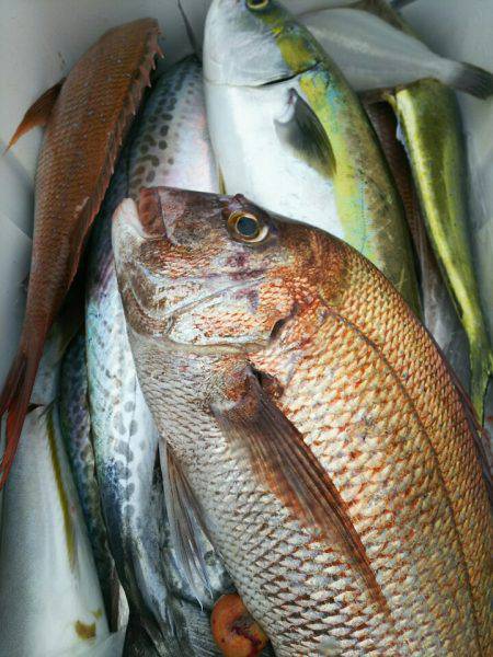 ブルドック 釣果