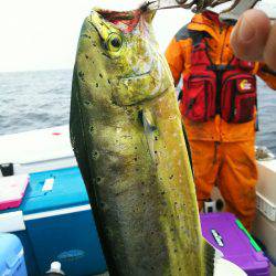 ブルドック 釣果